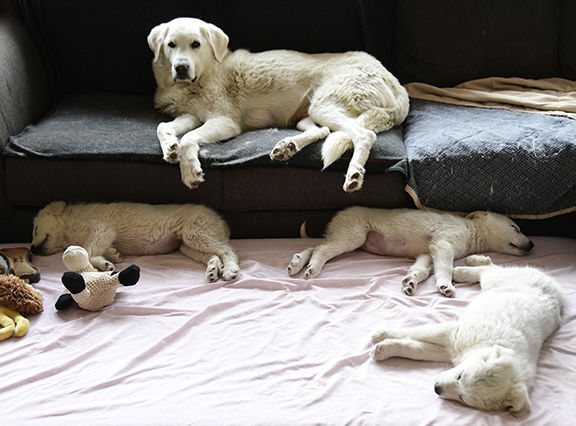 20-01-10 Sheep Dog Rescue 1 Roland.jpg